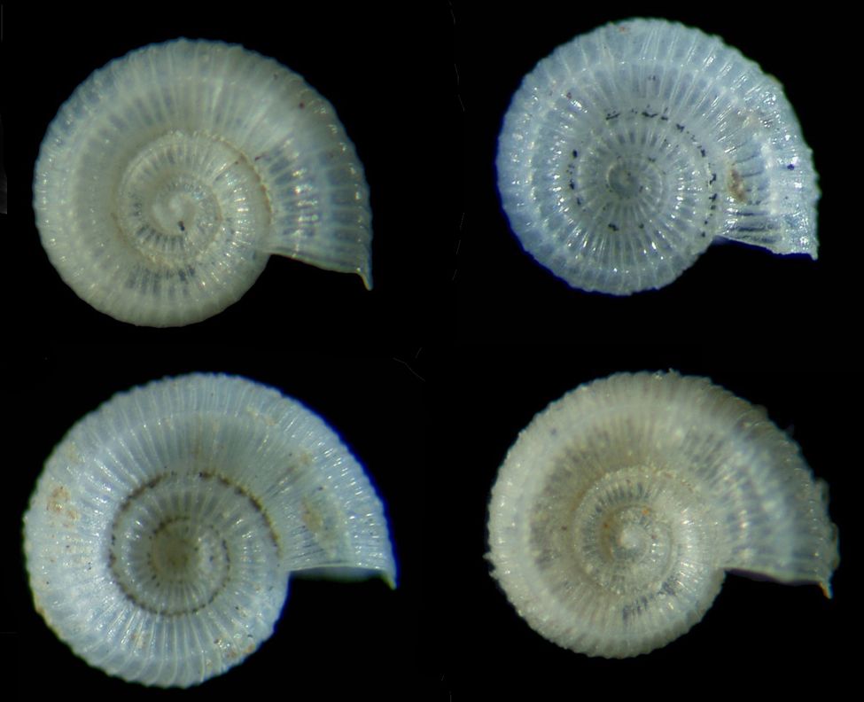 Adeuomphalus ammoniformis